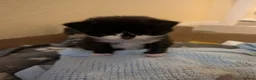 Mixed Breed cats for sale: 4x tuxedo black and white kittens - Advert 8