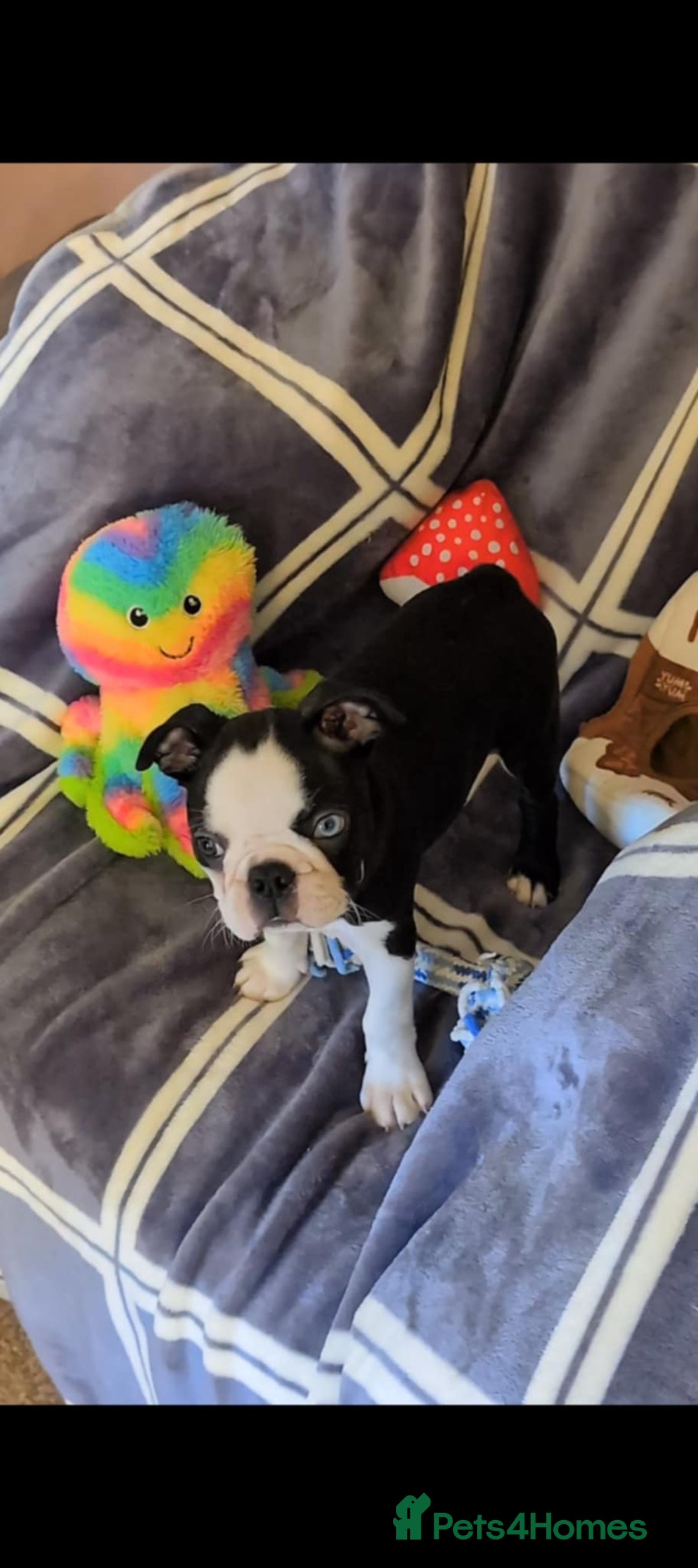 Boston Terrier dogs for sale: Last Boston Terrier puppy available. - Advert 5