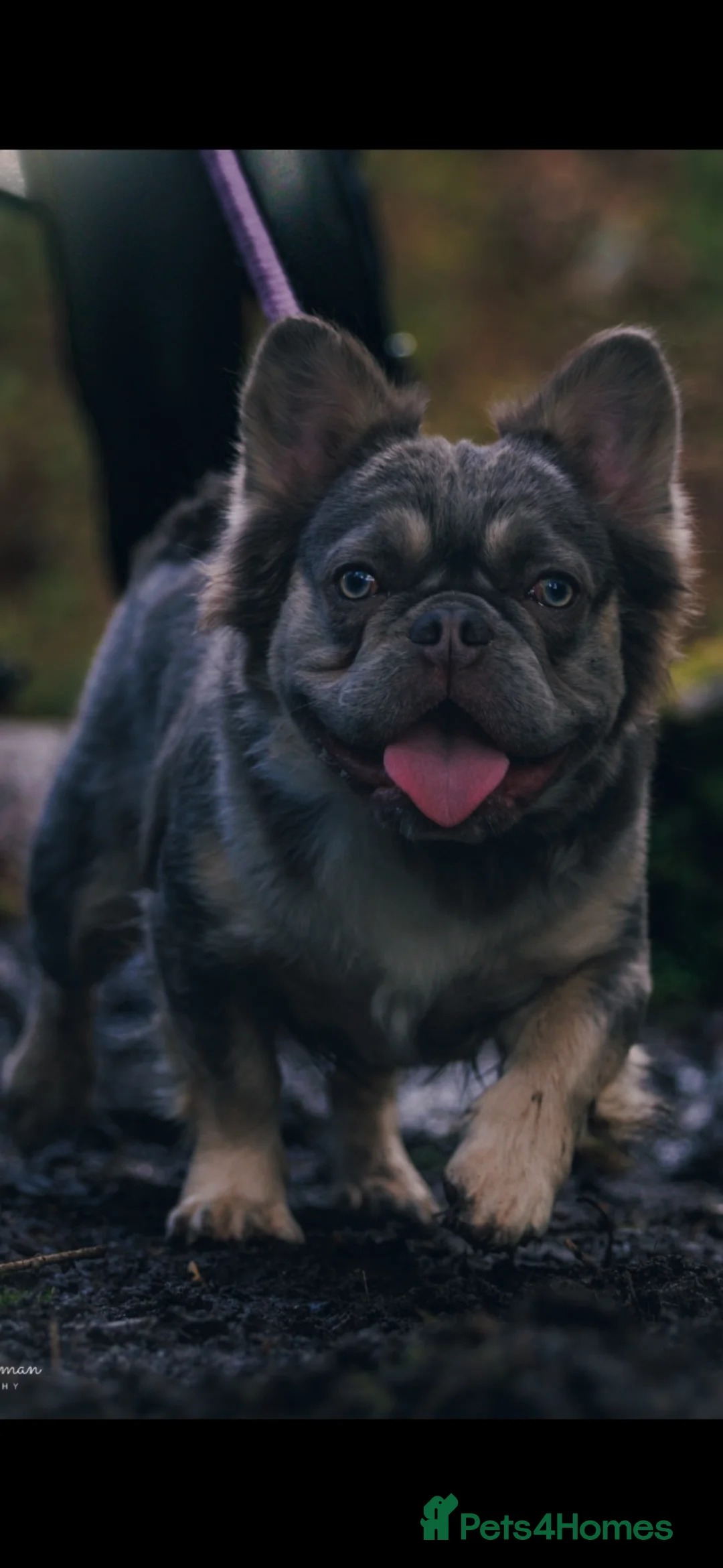 French Bulldog dogs for sale: New shade fluffy French bulldog  - Advert 2