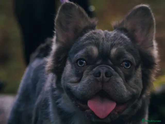 French Bulldog dogs for sale: fluffy French bulldog - Advert 1