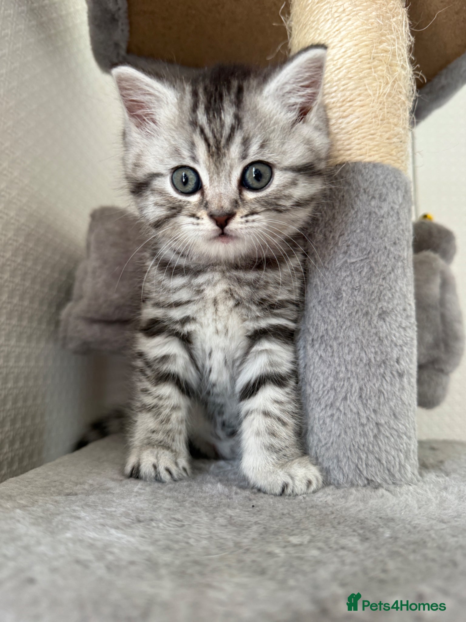 British Shorthair cats for sale: 3 females British shorthair  - Advert 7