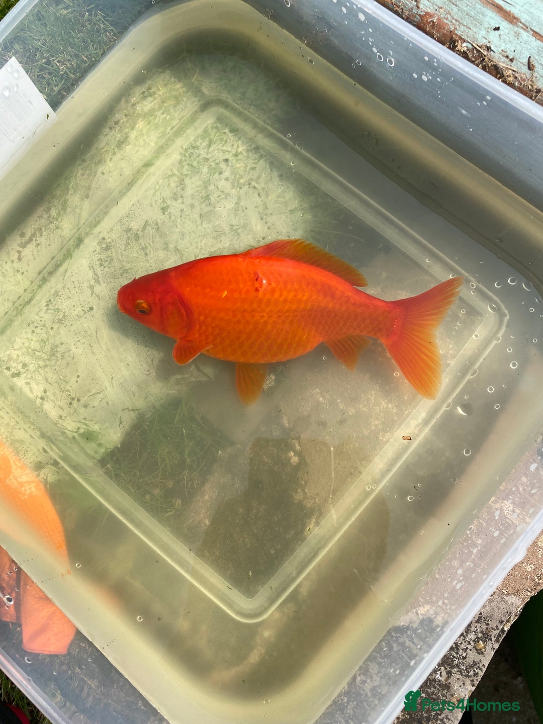 Goldfish fish for sale: Goldfish  - Advert 2