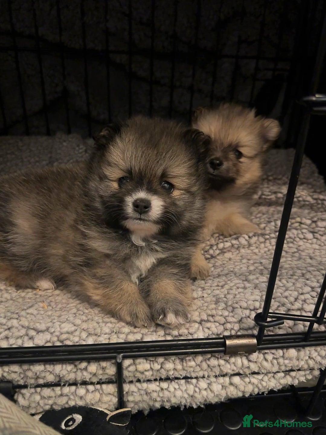 Pomeranian dogs for sale: Pomeranian puppy’s for sale - Advert 12