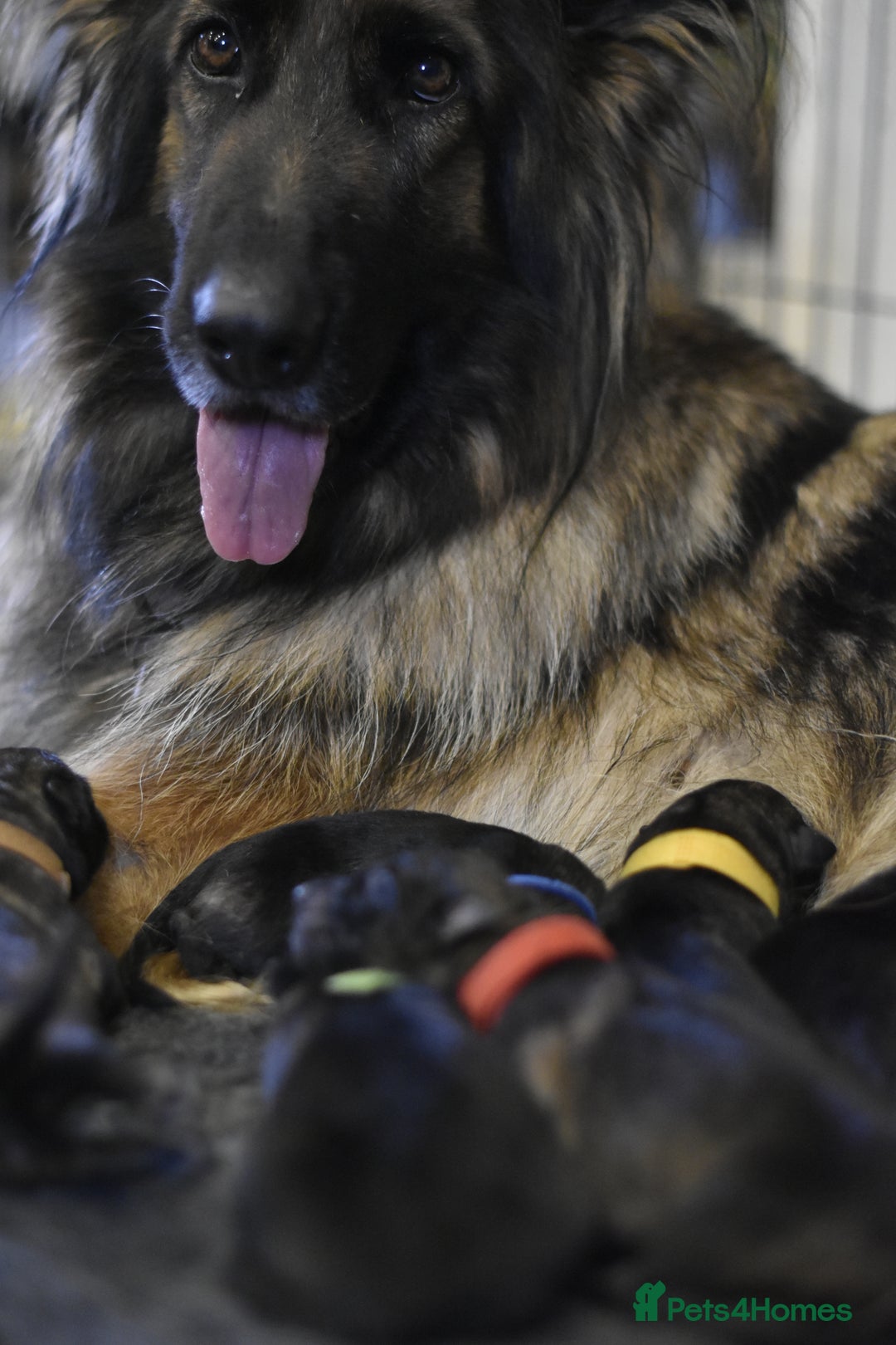 German Shepherd dogs for sale: KC registered 5 generation long coated GSD puppies - Image 5