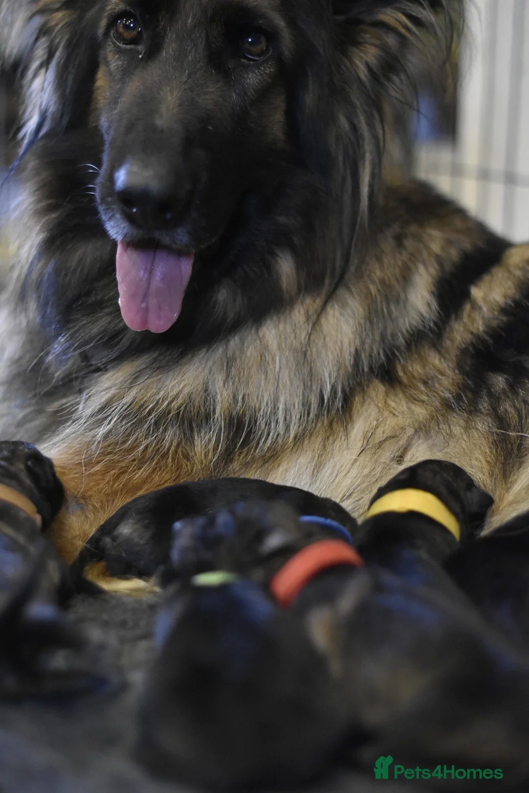 German Shepherd dogs for sale: KC registered 5 generation long coated GSD puppies - Advert 11