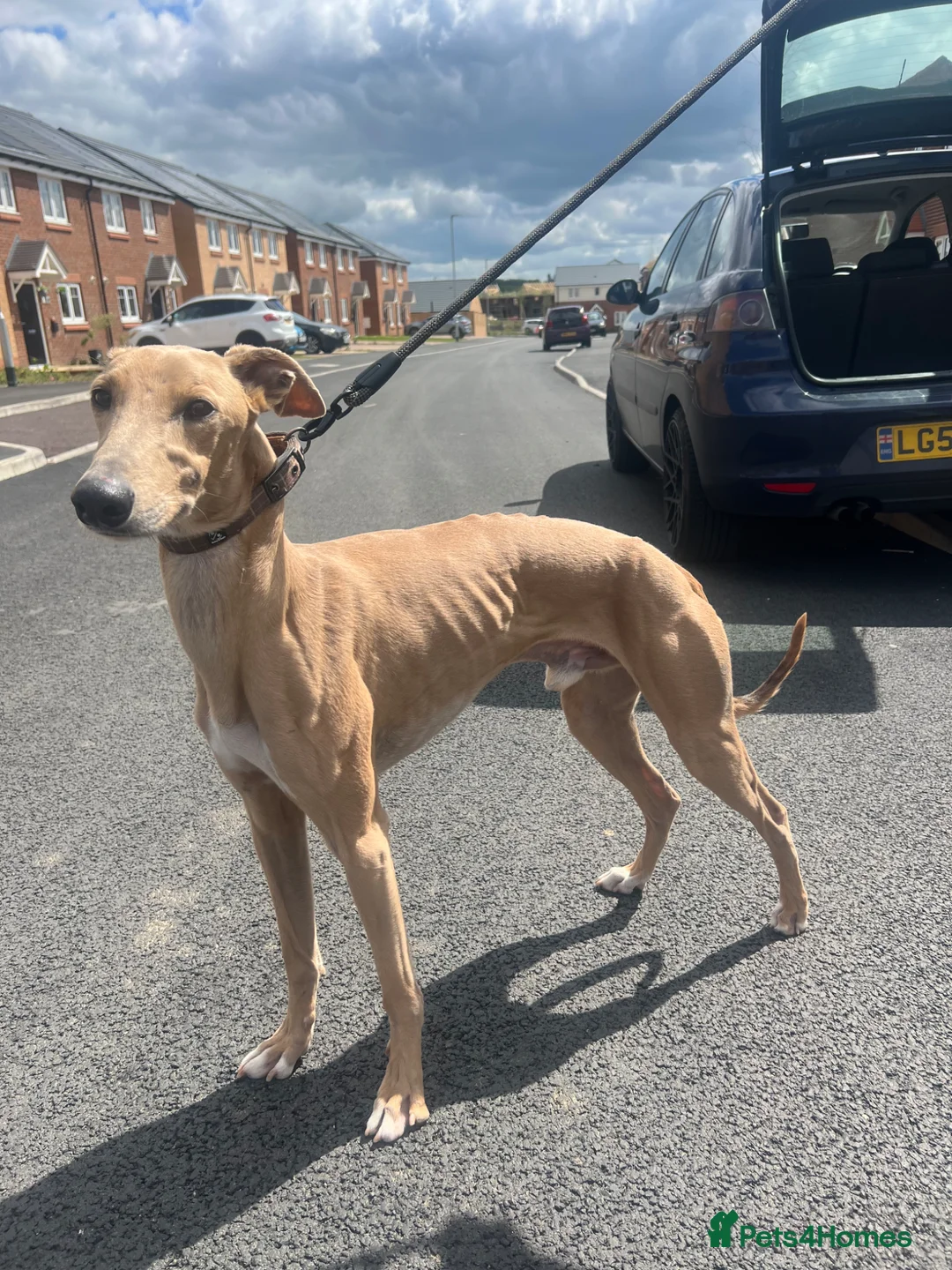 Mixed Breed dogs for sale: Gorgeous saluki greyhound.  - Advert 2