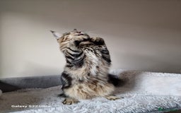 Maine Coon cats for sale: 🎀Females- MAINE COON🎀 - Advert 6