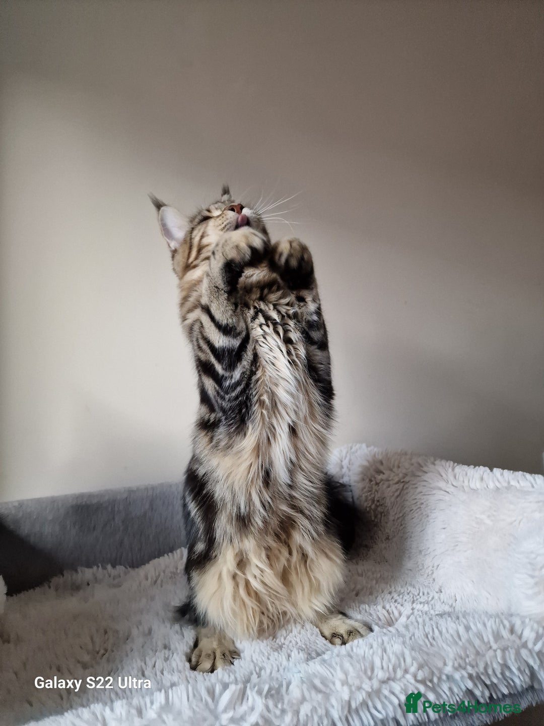 Maine Coon cats for sale: 🎀Females- MAINE COON🎀 - Advert 6
