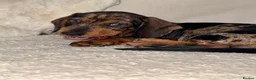 Dachshund dogs for sale: Standard wire haired dachshund  - Advert 14