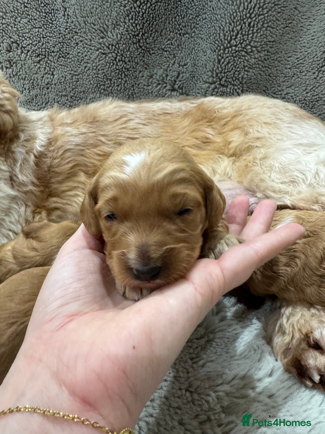 Cavapoo dogs for sale: Gorgeous health tested cavapoo puppies  - Advert 6