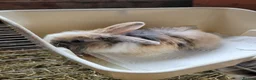 Lionhead rabbits for sale: Lop lionhead bunnies!  in Stockport - Advert 6