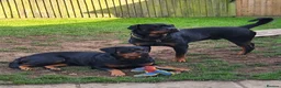 Rottweiler dogs for sale: Exceptional Rottweiler Pups- ready in a week! - Advert 1