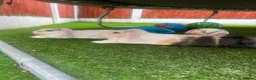 English Lop rabbits for sale: Reluctantly having to rehome our rabbits  in Warrington - Advert 3