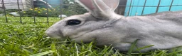 Rex rabbits for sale: Mini Rex Bunnies - Vienna & chinchilla Rex  - Advert 3