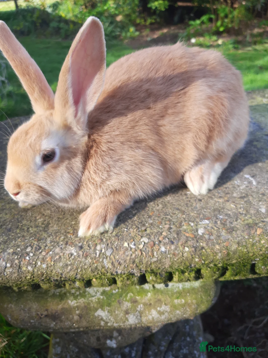 Rex rabbits for sale: Mixed rex with the English - Advert 1