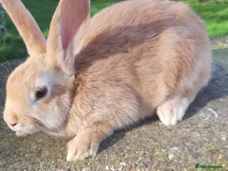 Rex rabbits Mixed rex with the English - Advert 4