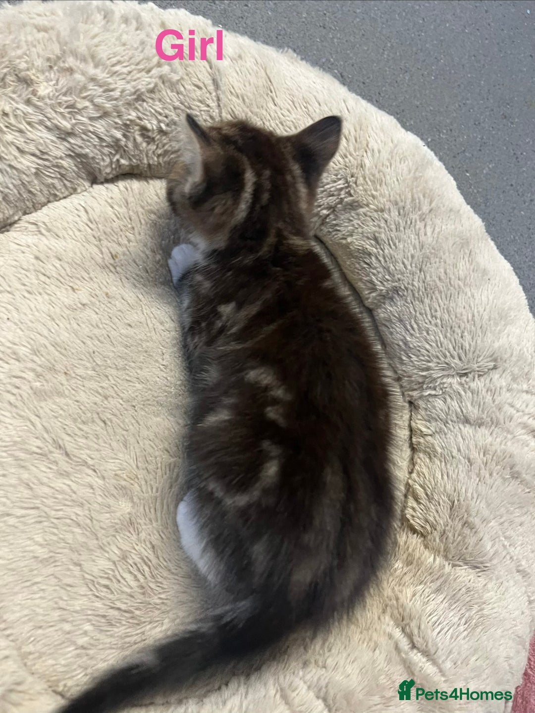 Mixed Breed cats for sale: 🐾 5 Stunning Boy & Girl Kittens  - Advert 20