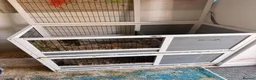 Guinea Pig rodents for sale: 2 female guinea pigs looking for new home - Advert 10