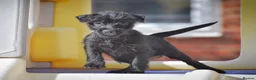 Patterdale Terrier dogs for sale: Patterdale Terrier Puppies, Last 2 Left! 🐾 - Advert 9