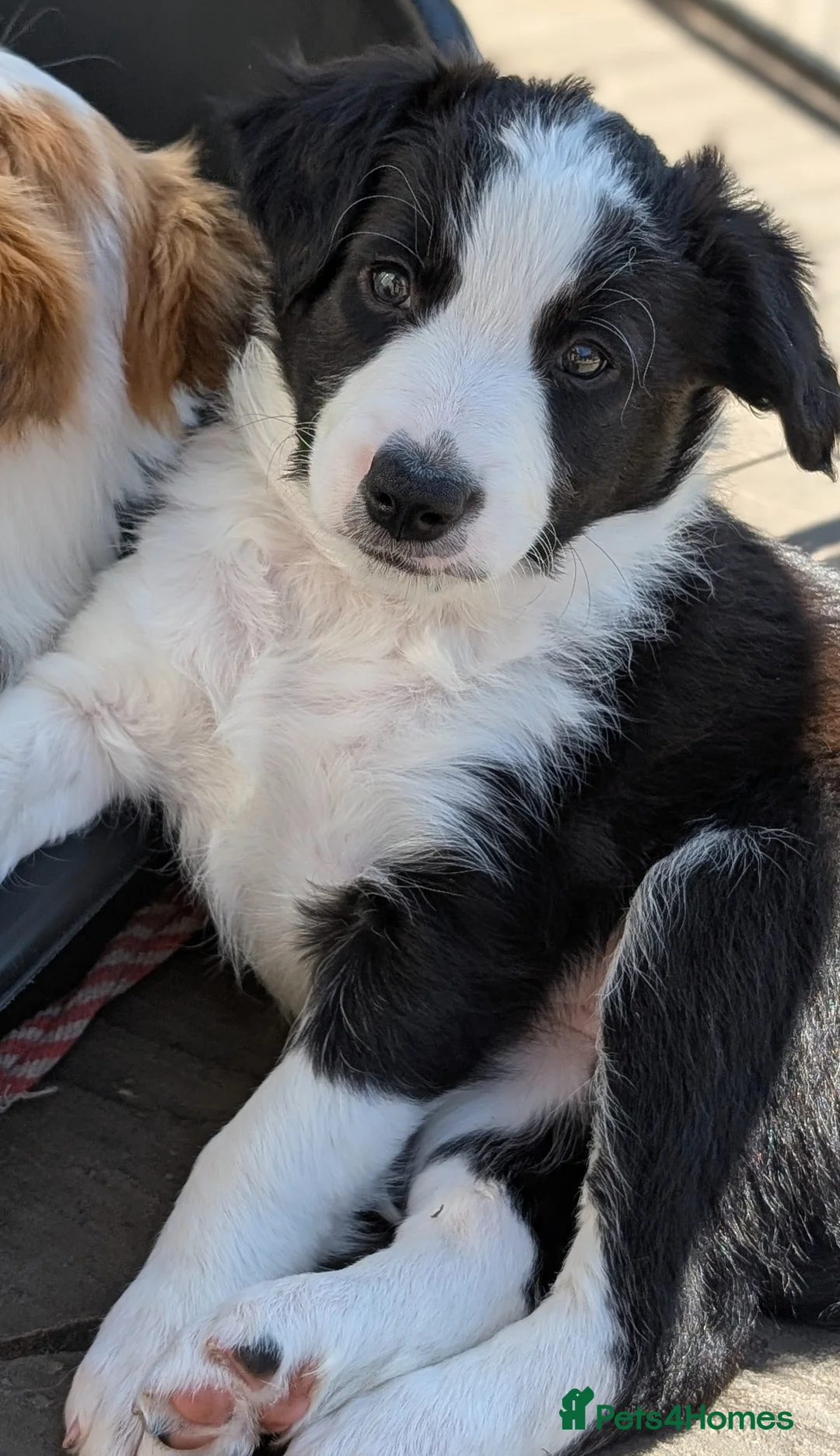 Border Collie dogs for sale: Beautiful Berry the Seal coloured Border Collie - Advert 1