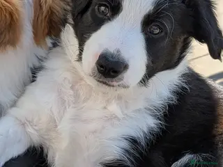 Border Collie dogs Beautiful Berry the Seal coloured Border Collie - Advert 1