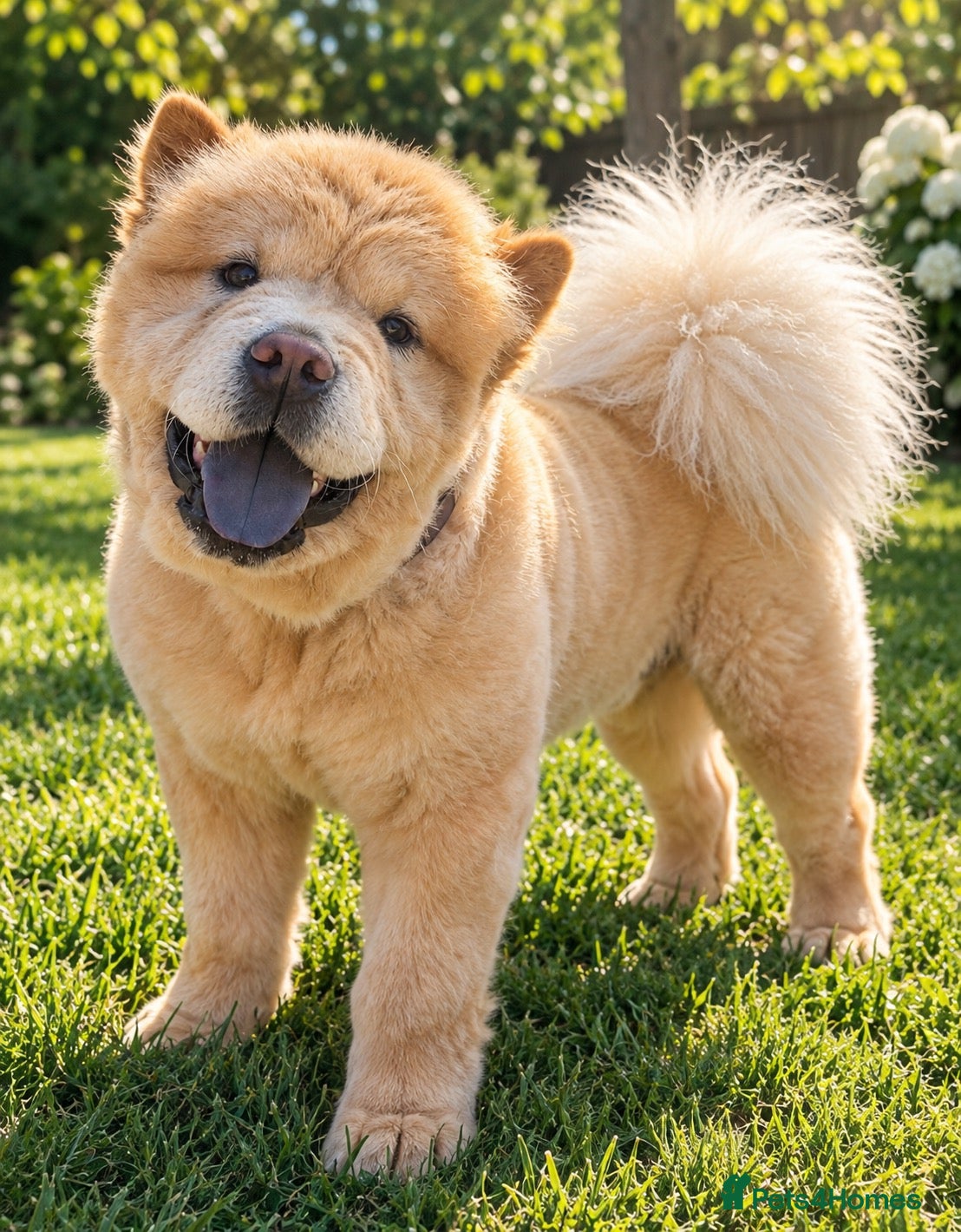Chow Chow dogs Luna caramel chow chow - Advert 11