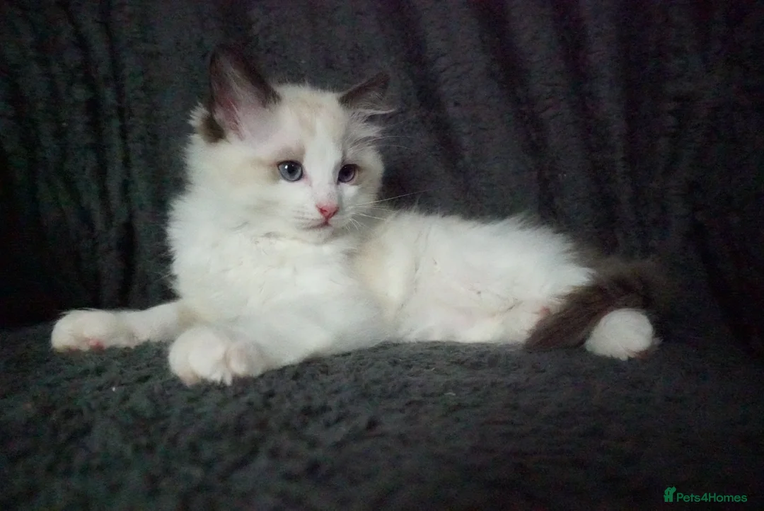 Ragdoll cats for sale: Ragdoll Boy Looking for Loving Home. - Advert 7