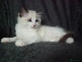 Ragdoll cats Ragdoll Boy Looking for Loving Home. - Advert 10