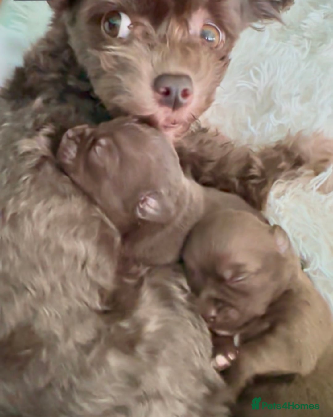 Chihuahua dogs for sale: X2 Gorgeous Chihuahua little ladies - Advert 9