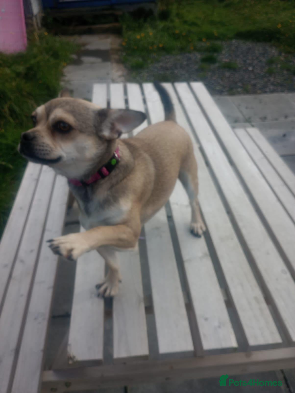 Mixed Breed dogs for sale: Gorgeous French Bullhuahua dog for sale - Advert 7