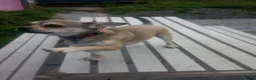 Mixed Breed dogs for sale: Gorgeous French Bullhuahua dog for sale - Advert 1