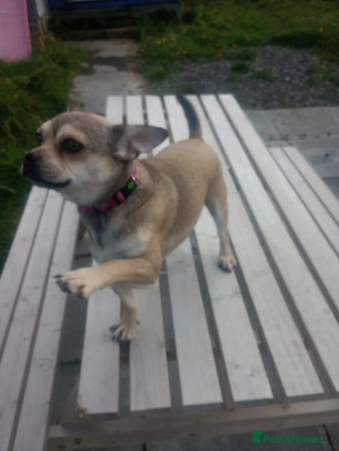 Mixed Breed dogs for sale: Gorgeous French Bullhuahua dog for sale - Advert 1