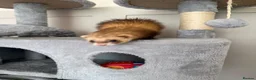 Ferret rodents for sale: Micro Ferrets  in Newent - Advert 7