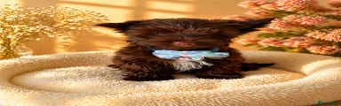 Yorkshire Terrier Puppy 3