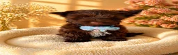 Yorkshire Terrier dogs for sale: Colorful Yorkshire terrier - Advert 19