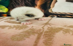 Ragdoll cats for sale: Ragdoll kittens  - Image 3