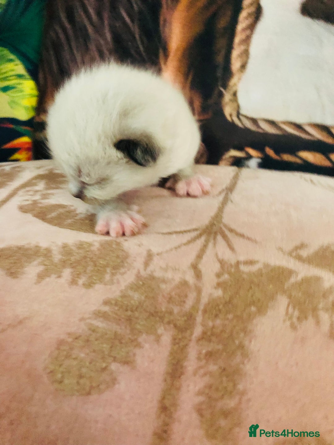 Ragdoll cats for sale: Ragdoll kittens  - Image 3
