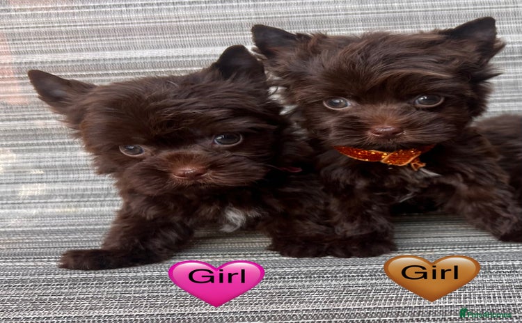 Yorkshire Terrier dogs - Advert 2