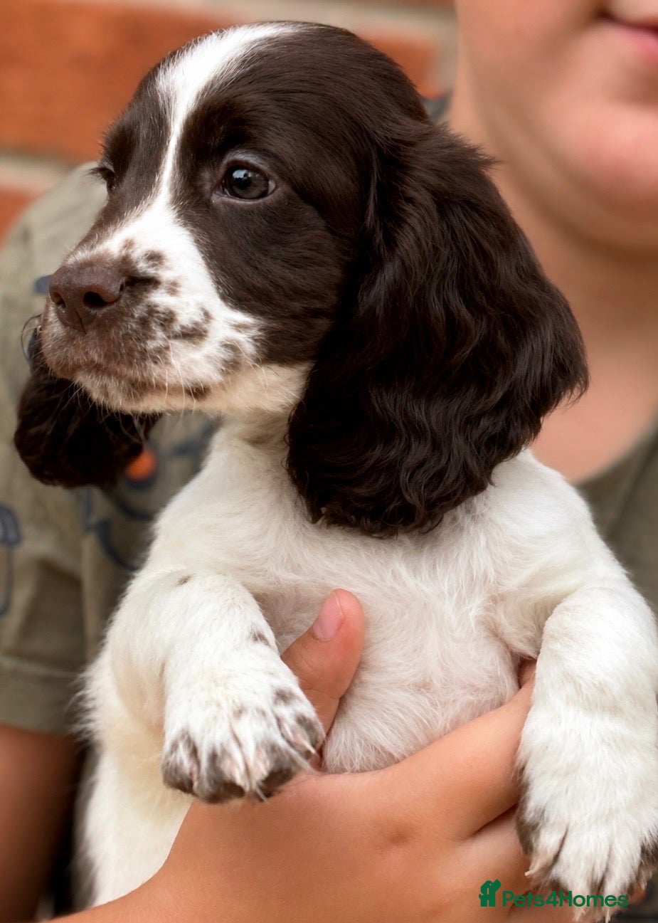 Cocker Spaniel dogs FtCh Sired KC Reg Working Cocker Pups - Advert 12