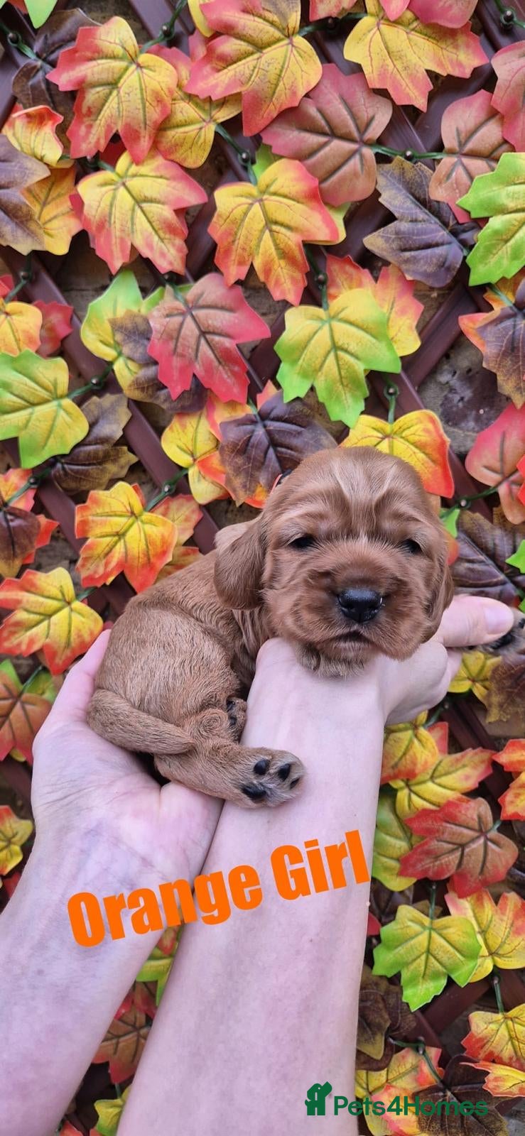 Cocker Spaniel dogs Superb golden show type cocker spaniel puppies  - Advert 11