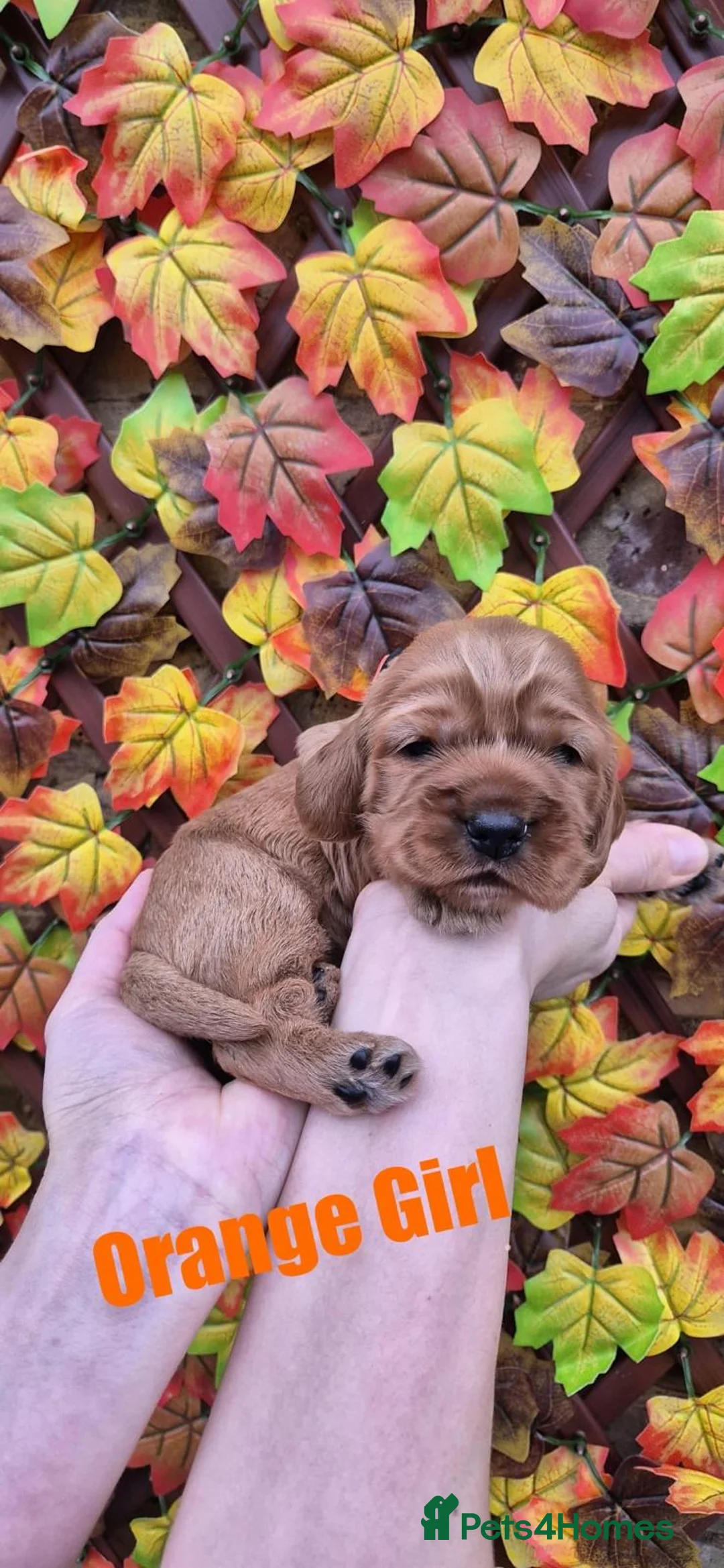 Cocker Spaniel dogs for sale: Superb golden show type cocker spaniel puppies  - Advert 2
