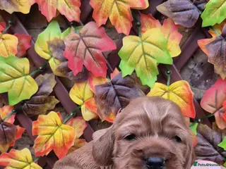 Cocker Spaniel dogs Superb golden show type cocker spaniel puppies - Advert 11