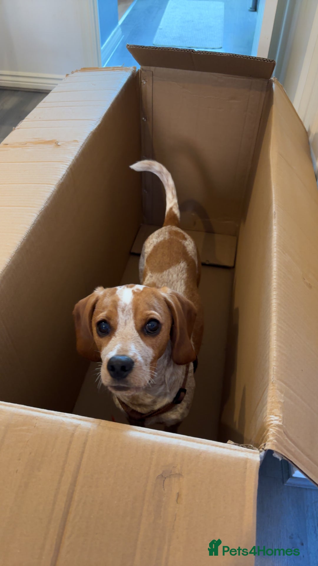 Beaglier dogs for sale: 13 month old beaglier  - Advert 28