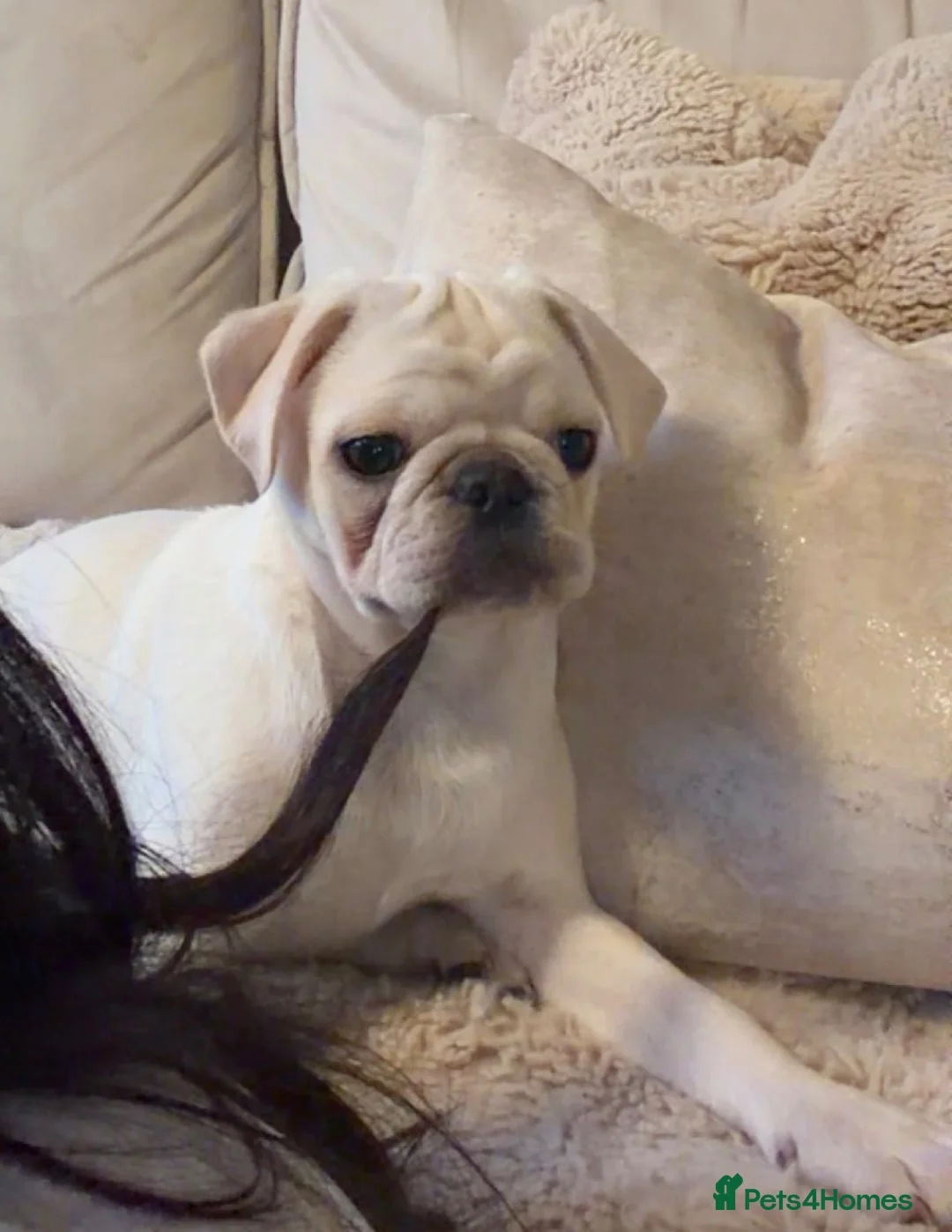 Pug dogs for sale: Beautiful 1 year old pug baby named Luna. in Bridgnorth - Advert 8