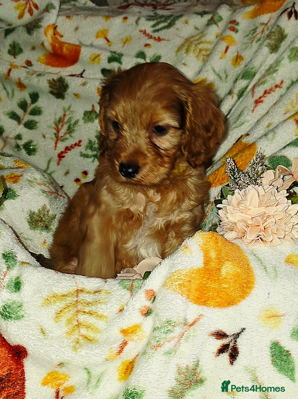 Cockapoo dogs OUTSTANDING BEAUTIFUL F1b cockapoo fur babies!! - Advert 5