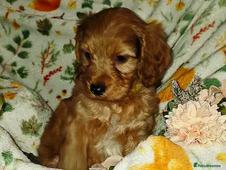 Cockapoo dogs OUTSTANDING BEAUTIFUL F1b cockapoo fur babies!! - Advert 1