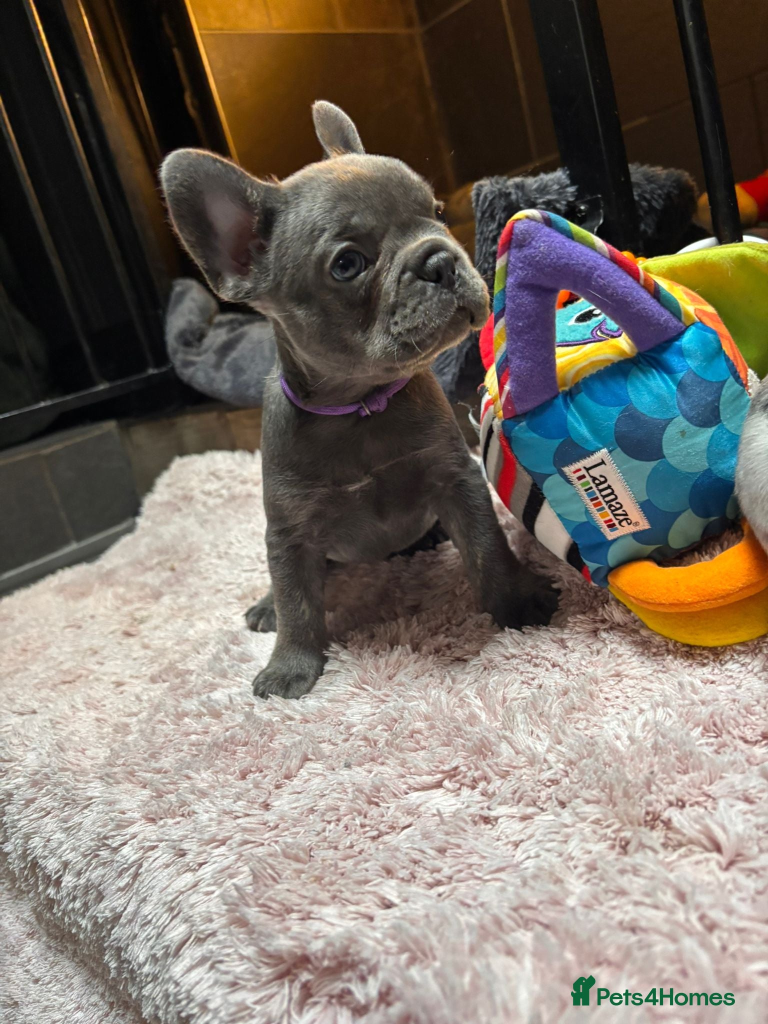 French Bulldog dogs for sale: Beautiful French Bulldog Puppies – 6 Available 🐾 in Colchester - Advert 9
