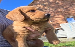 Labradoodle dogs for sale: 7 Miniture labradoodles  - Image 9