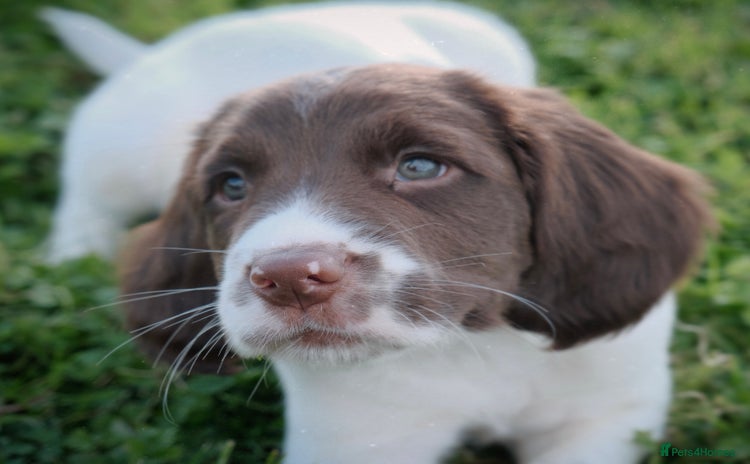 English Springer Spaniel dogs - Advert 1