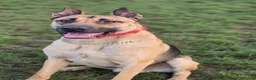 Mixed Breed dogs for sale: Mali cross shepard  - Advert 4